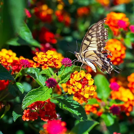 Piperedda Landhaus *